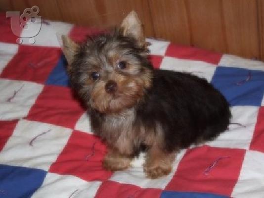 PoulaTo: θηλυκό yorkie κουτάβι